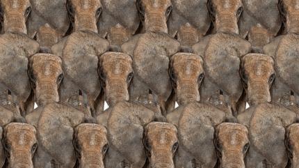 Zeka testi: Fillerin aras�ndaki minik kelebek nerede? 550 ki�iden 17'si ba�ard�