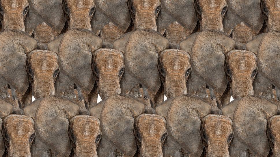 Zeka testi: Fillerin aras�ndaki minik kelebek nerede? 550 ki�iden 17'si ba�ard�