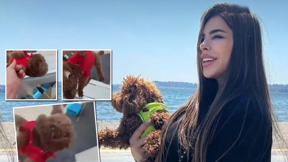 Cani kadından köpeğine eziyet! Camdan sarkıttı, 