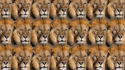 Zeka testi: Aslanların içindeki kanaryayı gördün mü? 550 kişiden 25'i buldu