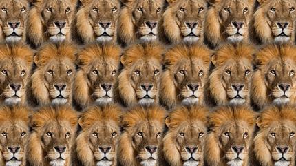 Zeka testi: Aslanlar�n i�indeki kanaryay� g�rd�n m�? 550 ki�iden 25'i buldu