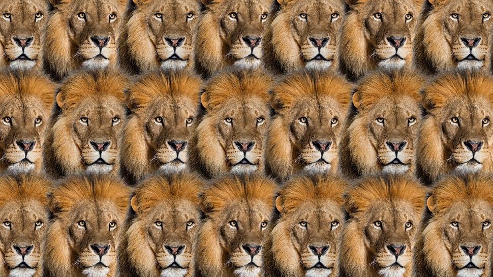 Zeka testi: Aslanların içindeki kanaryayı gördün mü? 550 kişiden 25'i buldu