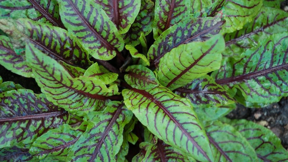 Kuzu kulağı böbrek taşına yol açar mı?