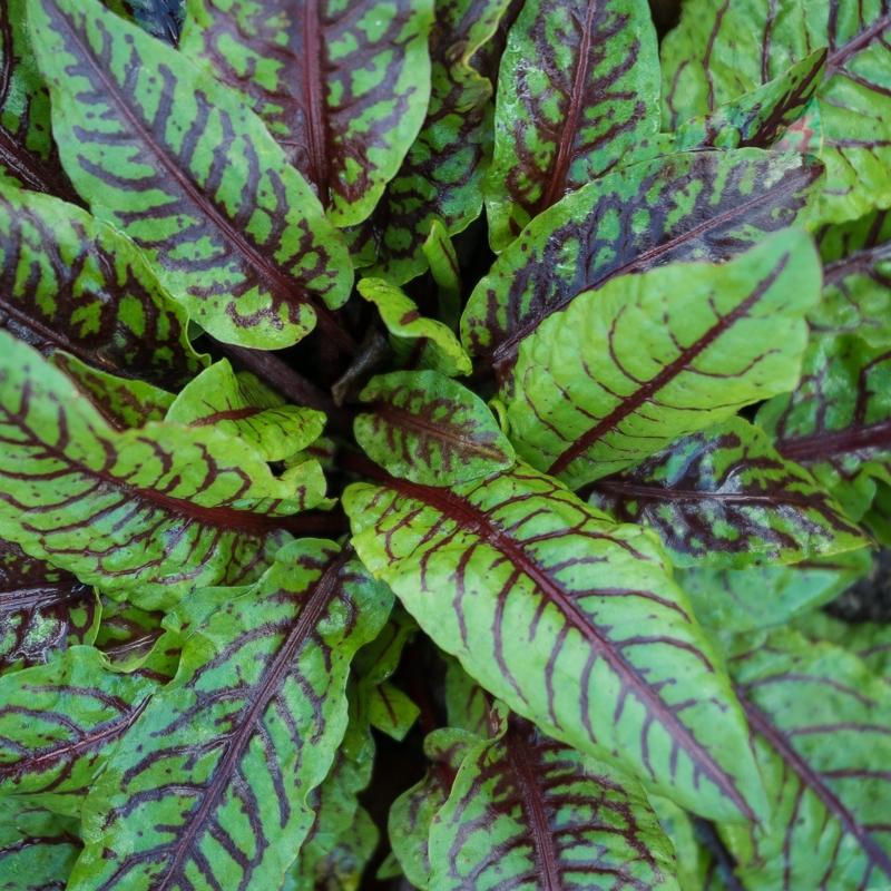 Kuzu kula�� b�brek ta��na yol a�ar m�?