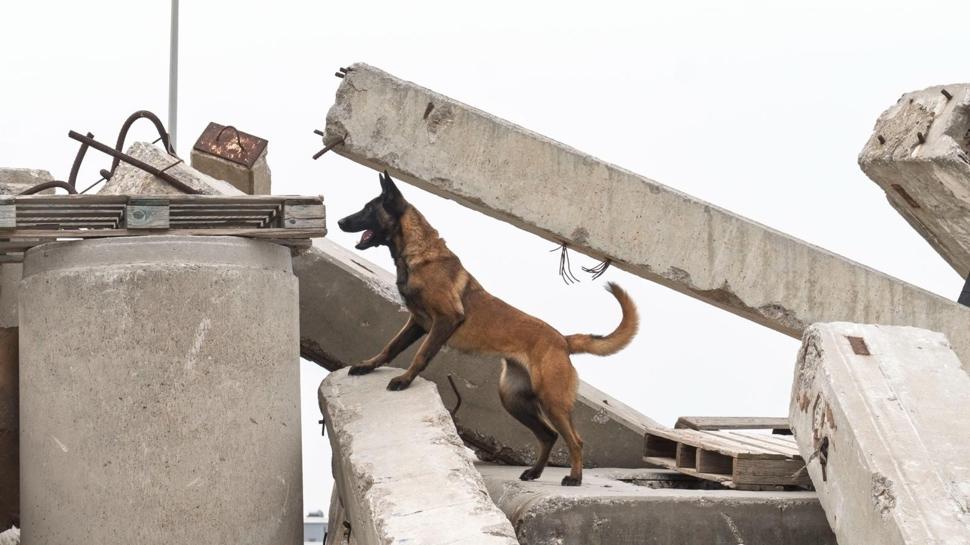 �Momo�nun g�revi art�k afetlerde can kurtarmak