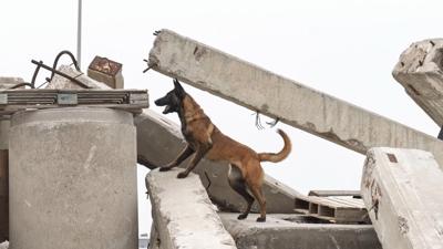 'Momo'nun g�revi art�k afetlerde can kurtarmak