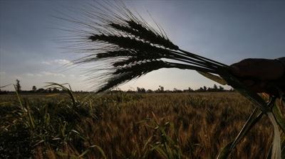 Toprak bayram ediyor: T�rkiye'de son 38 y�l�n bereket rekoru k�r�ld�