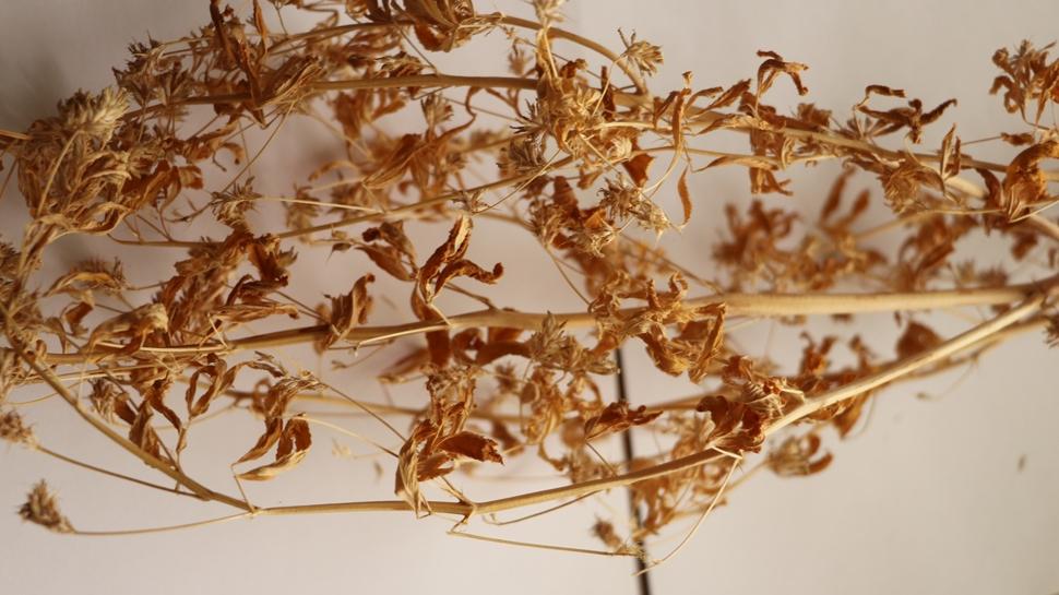 Ate� mavisi resmen tescillendi! Avrupa �lkeleri bu bitkinin pe�inden ko�uyor! Bak�n faydas� neymi�