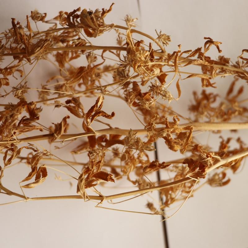 Ate� mavisi resmen tescillendi! Avrupa �lkeleri bu bitkinin pe�inden ko�uyor! Bak�n faydas� neymi�