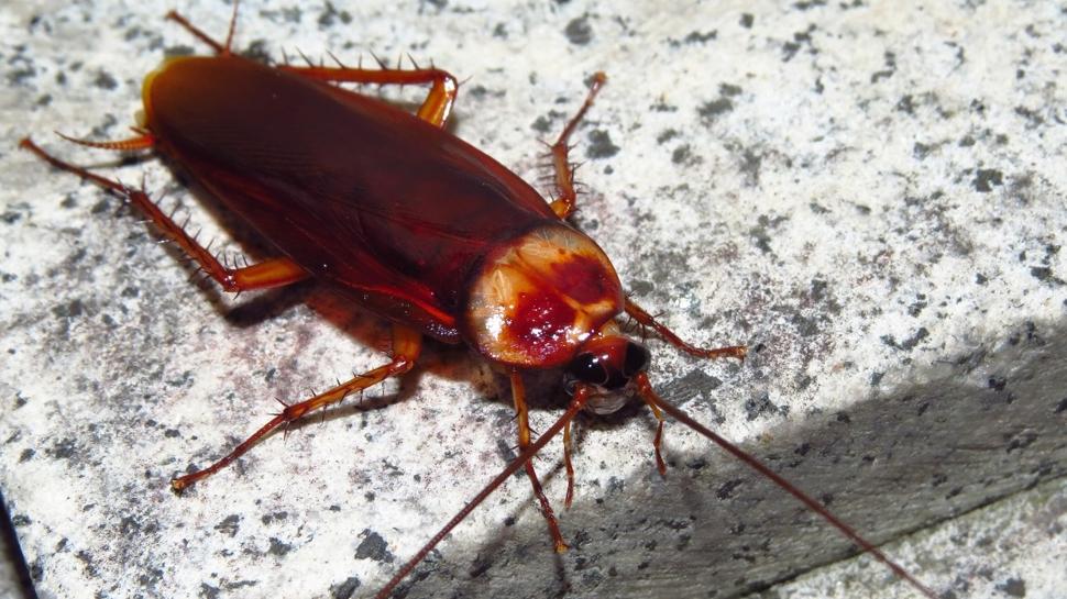 Davetsiz misafir hamam böcekleri! O haşereler buradan geliyor, buna geliyor...