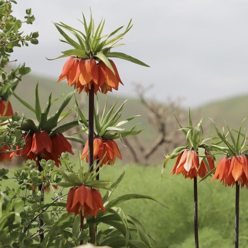 Do�aseverlerin yeni rotas�: Hakkari Derecik'te �i�eklerle s�slenen g�rsel ��len