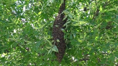 Firar eden ar� kolonisi vatanda�lar� endi�elendirdi