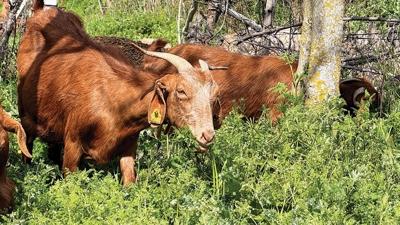 Islah projeleri yerli ke�i �rklar�n� art�rd�