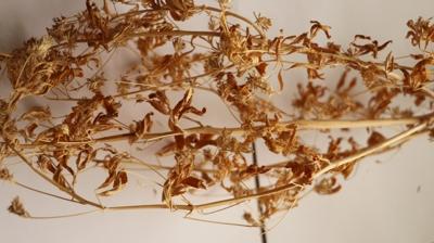 T�rkiye'nin yeni milli bitkisi 