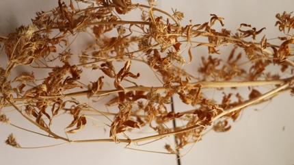 Ate� mavisi resmen tescillendi! Avrupa �lkeleri bu bitkinin pe�inden ko�uyor! Bak�n faydas� neymi�