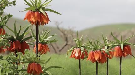 Do�aseverlerin yeni rotas�: Hakkari Derecik'te �i�eklerle s�slenen g�rsel ��len