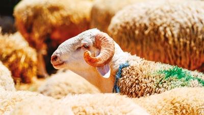 �Kopya derneklere' kurban olmay�n... Bayram �ncesi uzmanlar uyard�