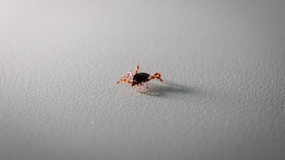 Tokat'ta kene alarm�: 2 ki�iye KKKA te�hisi kondu