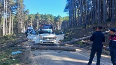 Uluda�'da feci kaza! Kesilen a�ac�n alt�nda ezildi