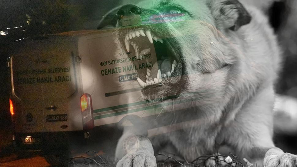 Van'da başıboş köpek dehşeti: 5 yaşındaki Hamza hayatını kaybetti