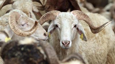 Vekaletle kurban kesim fiyat� belli oldu