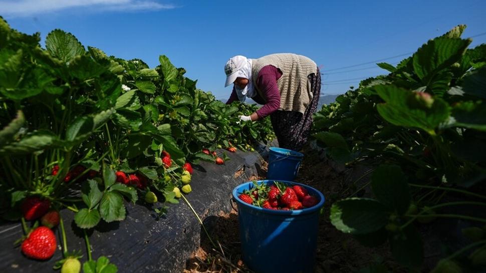 Yaklaşık 1,4 milyar lira! Hesaplara bugün aktarılacak
