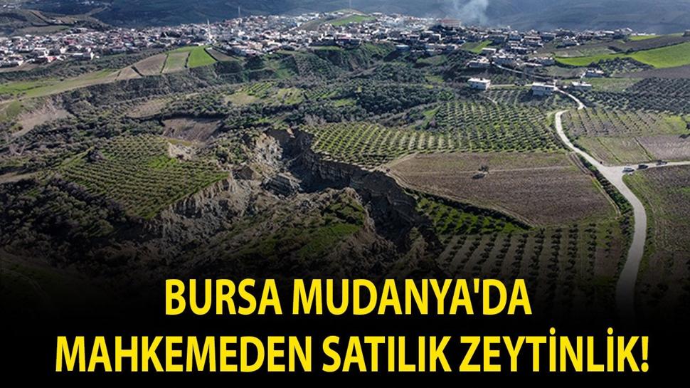 Bursa Mudanya'da mahkemeden satılık zeytinlik!
