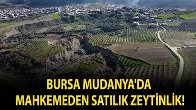 Bursa Mudanya'da mahkemeden sat�l�k zeytinlik!