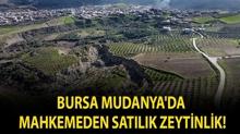 Bursa Mudanya'da mahkemeden sat�l�k zeytinlik!