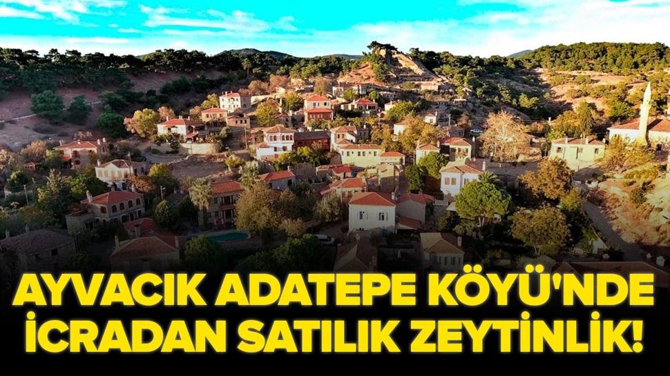 Ayvacık Adatepe Köyü'nde icradan satılık zeytinlik!