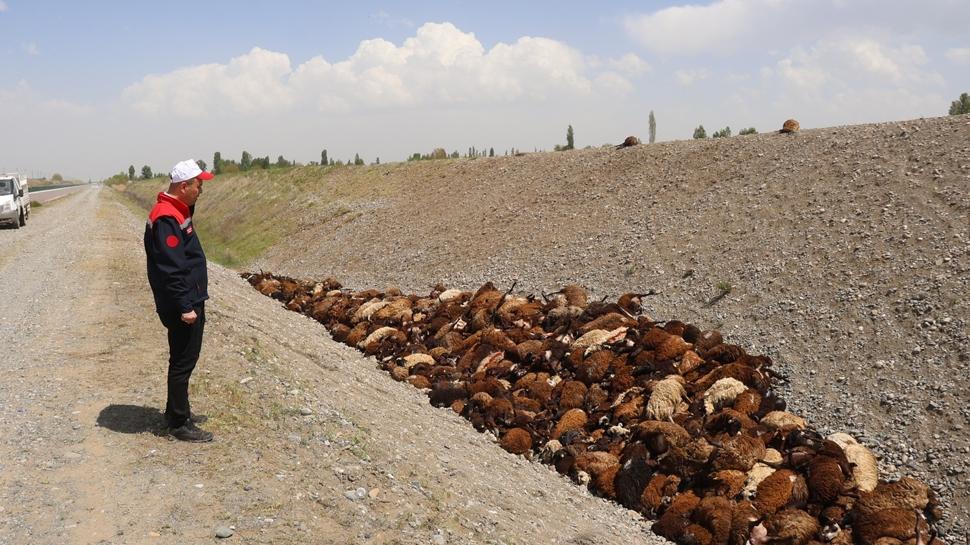 �nceleme ba�lat�ld�! 400 hayvan birbirini ezerek telef oldu