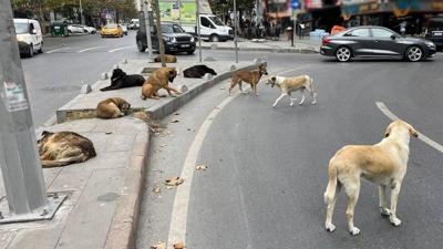 �stanbul'da son durum: Sahipsiz hayvanlar�n y�zde 46's� topland�
