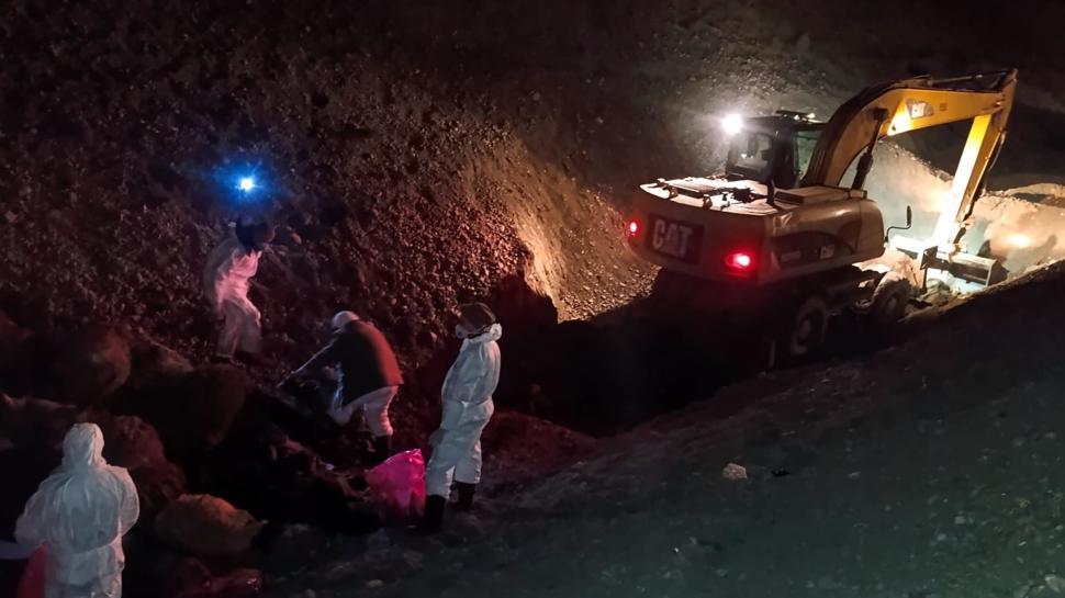 Iğdır'da büyük facia: Arı saldırısında 816 koyunun telef olduğu belirlendi