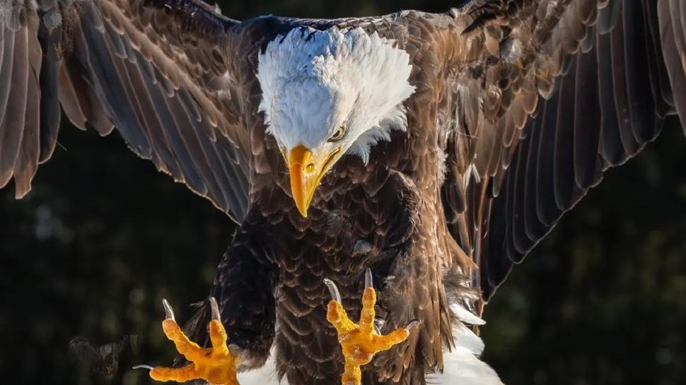 Zeka testi: 5 kartal nerede? 440 ki�iden 9'u buldu! Be�ikta�l�lar bile bulamad�