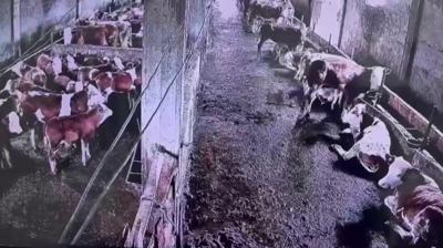 �nsanlar�n hissetmedi, inekler hissetti! Deprem an� kamerada