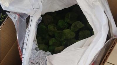 Kapıkule'de ilginç bulgu: Yolcu otobüsünden binlerce canlı yeşil alg çıktı