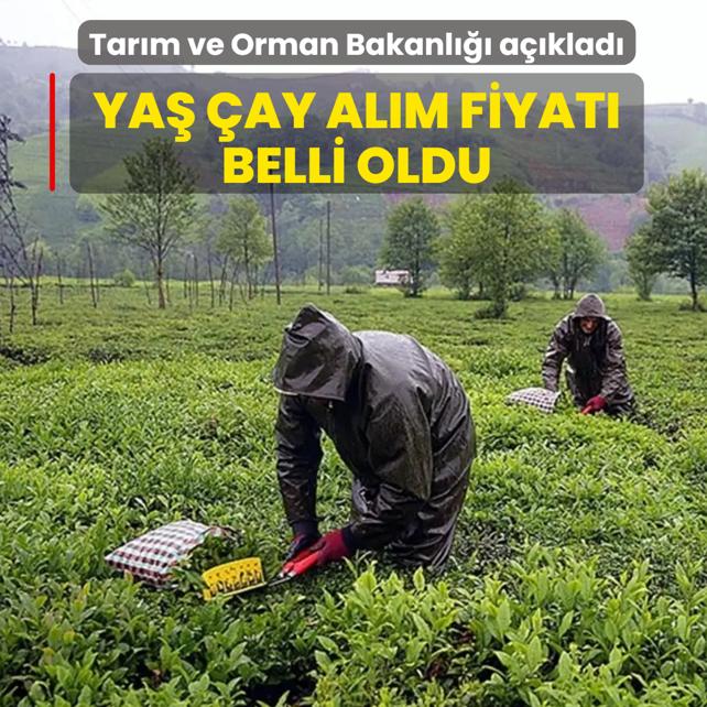Ya� �ay al�m fiyat� belli oldu