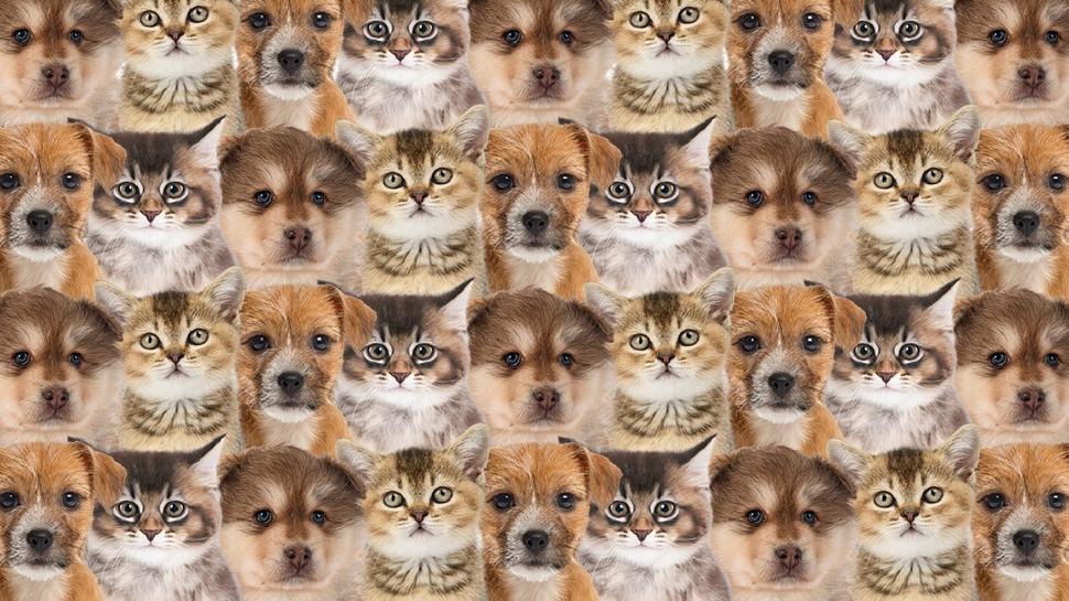 Zeka testi: Yavru kedi ve köpeklerin içindeki civcivi fark ettin mi? 550 kişiden 12'si buldu
