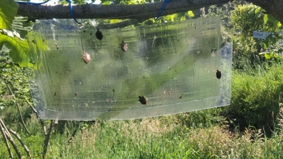 Havalar �s�nd� kokarcalar ��kmaya ba�lad�! Kokarca nas�l yok olur?