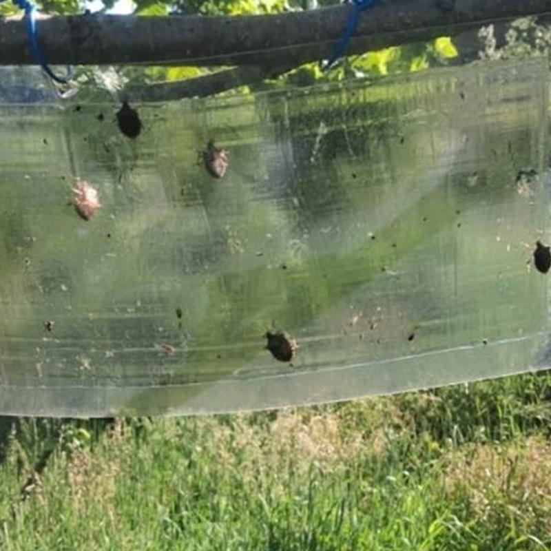Havalar �s�nd� kokarcalar ��kmaya ba�lad�! Kokarca nas�l yok olur?