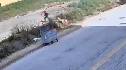 Hatay'da ba��bo� k�pek deh�eti: 7 ya��ndaki �ocu�un korku dolu anlar� kamerada