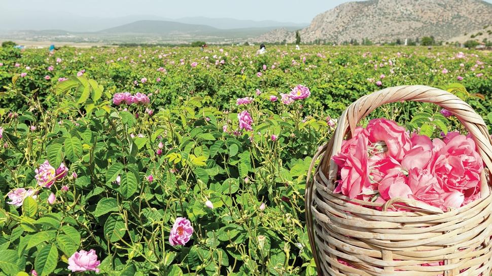 G�ller diyar�na yolculuk