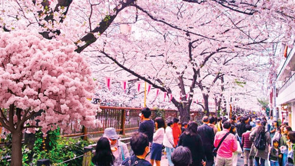 Japonya'da T�rk bayram�!
