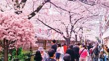 Japonya'da T�rk bayram�!