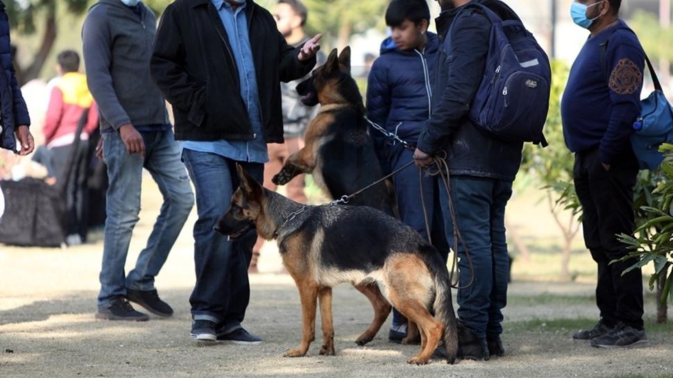 Almanya'da köpek sahiplerine sigorta şartı