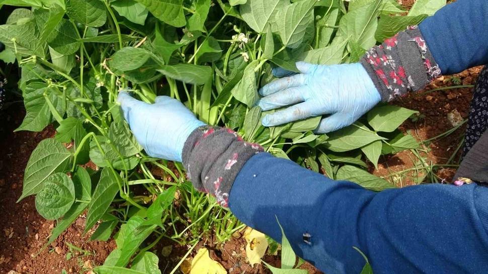 Kilosu 100 TL, hasat ba�lad�! Kalbin en iyi dostu