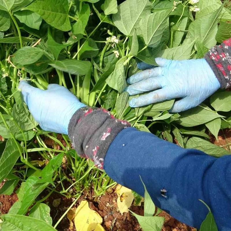 Kilosu 100 TL, hasat ba�lad�! Kalbin en iyi dostu