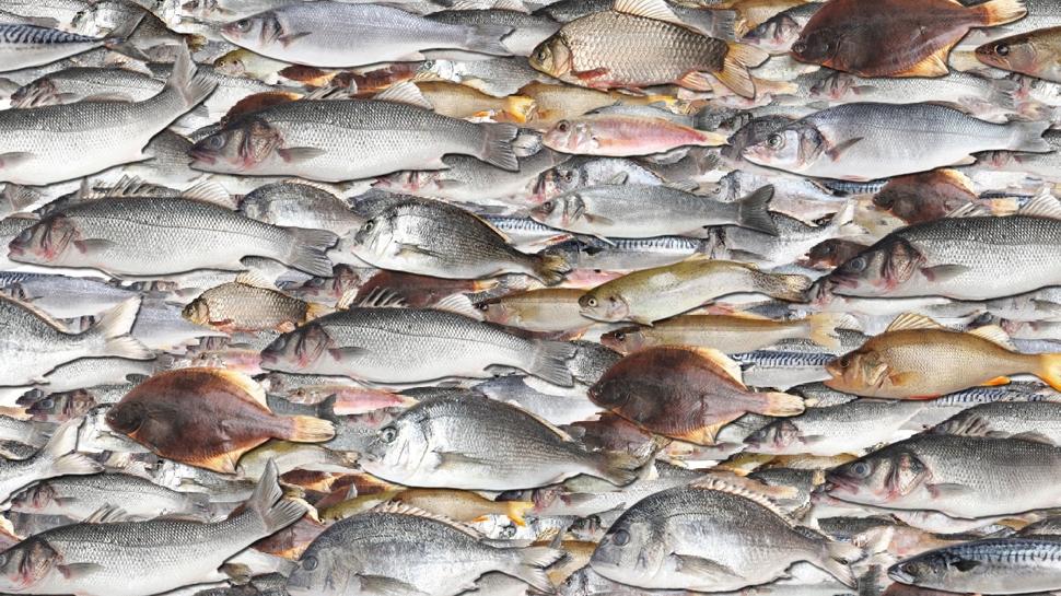 Zeka testi: Bal�klar�n aras�ndaki kaplumba�a nerede? 925 ki�iden 41'i buldu