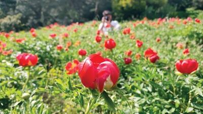 �akay�klar� kopartana 700 bin TL ceza