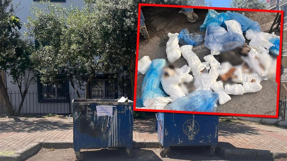 33 kedinin ölümüne pes dedirten savunma! Cani veteriner tutuklandı